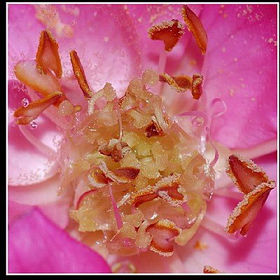 Maximum Depth of ROSE