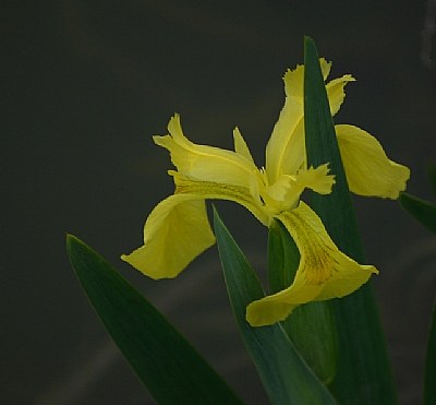 "Yellow Iris"