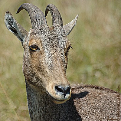 Nilgiri Tahr II