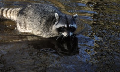 Racoon