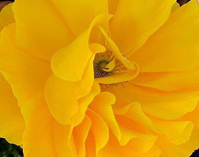 yellower