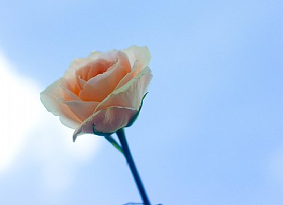 A peach Rose