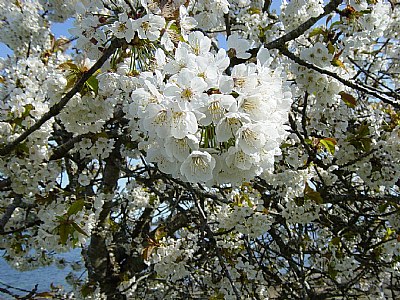 Apple Blossoms