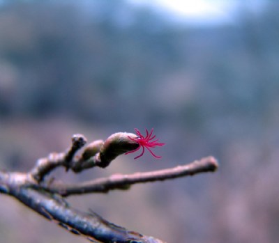 tiny hazel flower