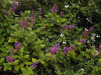 Green Hedge