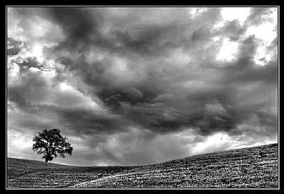 The Lone Tree