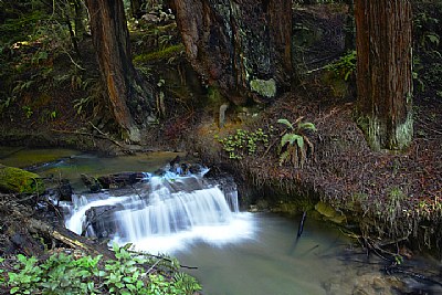 Waterfall in REdwoods