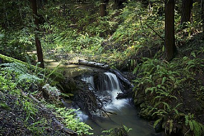 Waterfall through Ferns
