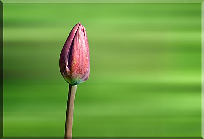 One Solitary Bud