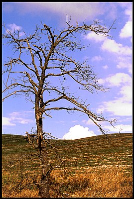 paesaggio Toscano #20