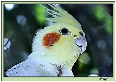 Polly
