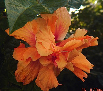 Kind of Hibiscus