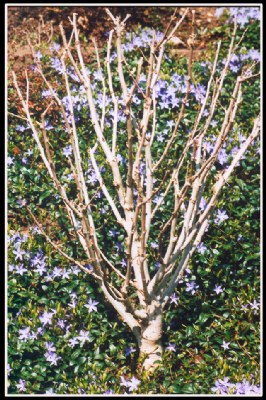 Decoration with foreign blossoms
