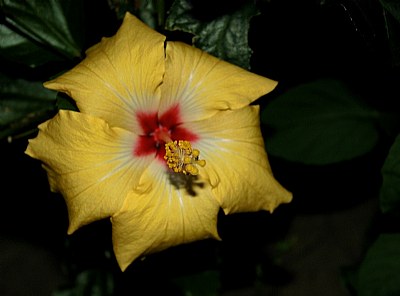 "Yellow Hibiscus 2"