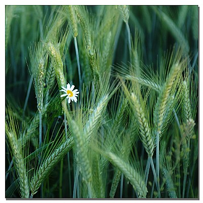 Blomma bland säden