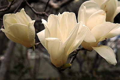 White magnolia