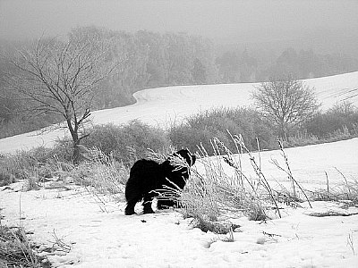 Snowy walk