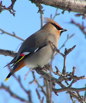 Bohemian Waxwing