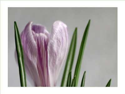 crocus