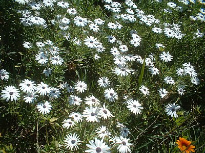 Pick a flower friend 