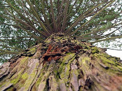 Tree Top