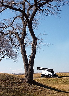 Cannon & Tree