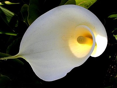 callalily glow