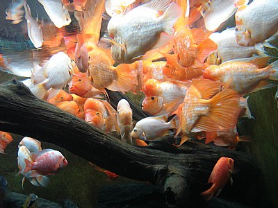 Fishes