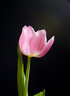 Pink Tulip2