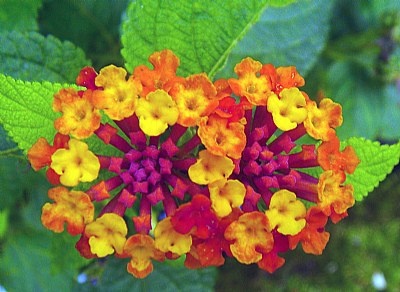 2 Lantanas