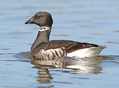 Brant