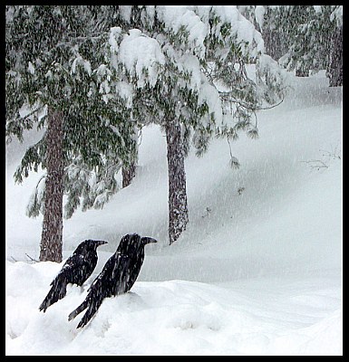 Ravens in the snow