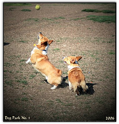 A Day at the Dog Park