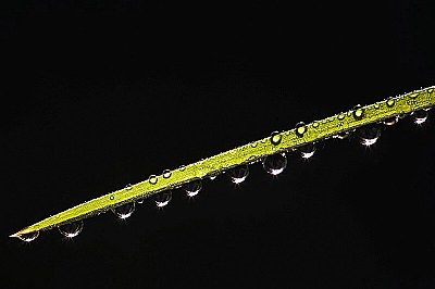 Grass Dewdrops