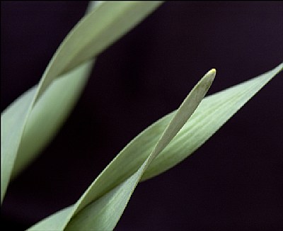 Daffodil2