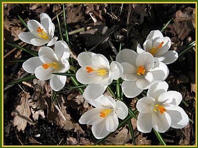 from snow to flower !