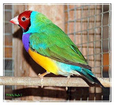 Gouldian No. 1