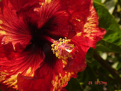 Hawaian Hibiscus alpha