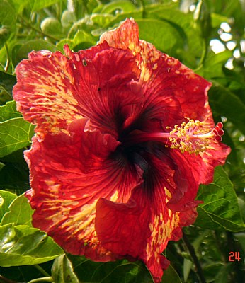 Hawaian Hibiscus beta