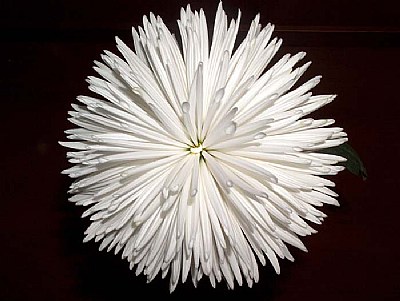 a chrysanthemum