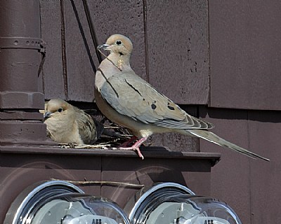 Electric Mourning Doves