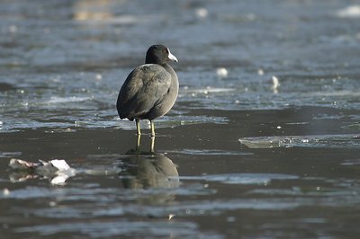 American Coot