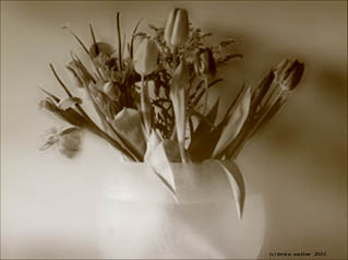 Tulips in vase