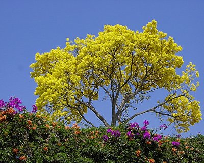 Yellow tree