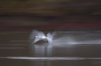 Run
