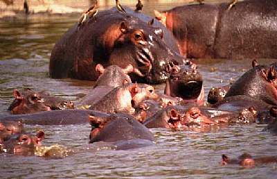 Hippo