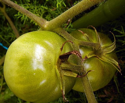 Green Tomatos