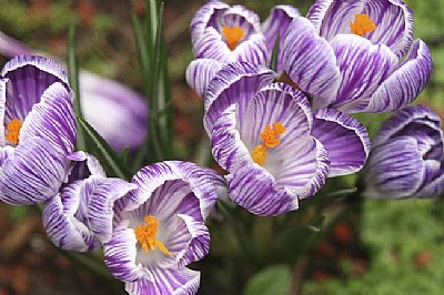 Crocus