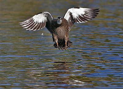 Coming into Land