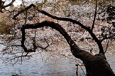 sakura